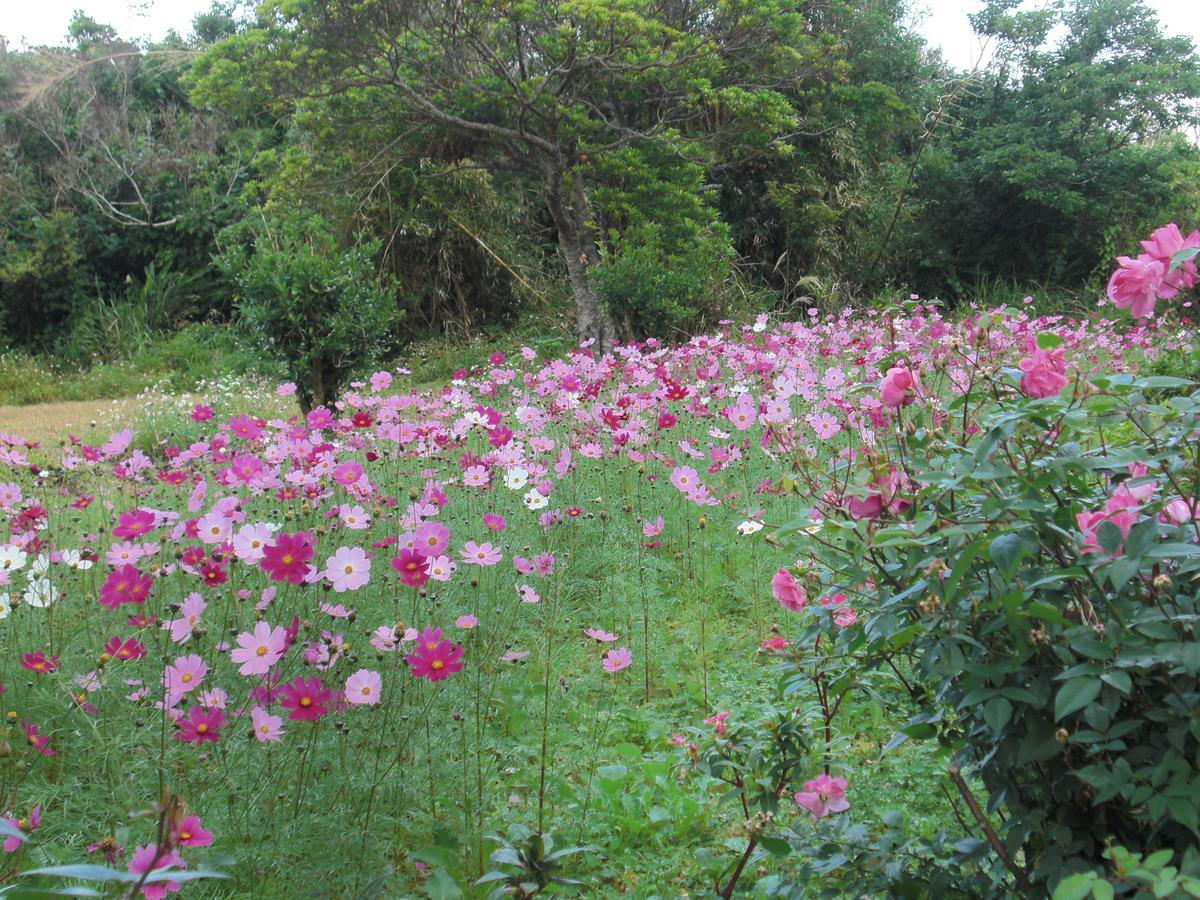 Matayoshi Coffee Farm Villa Higasi Kültér fotó