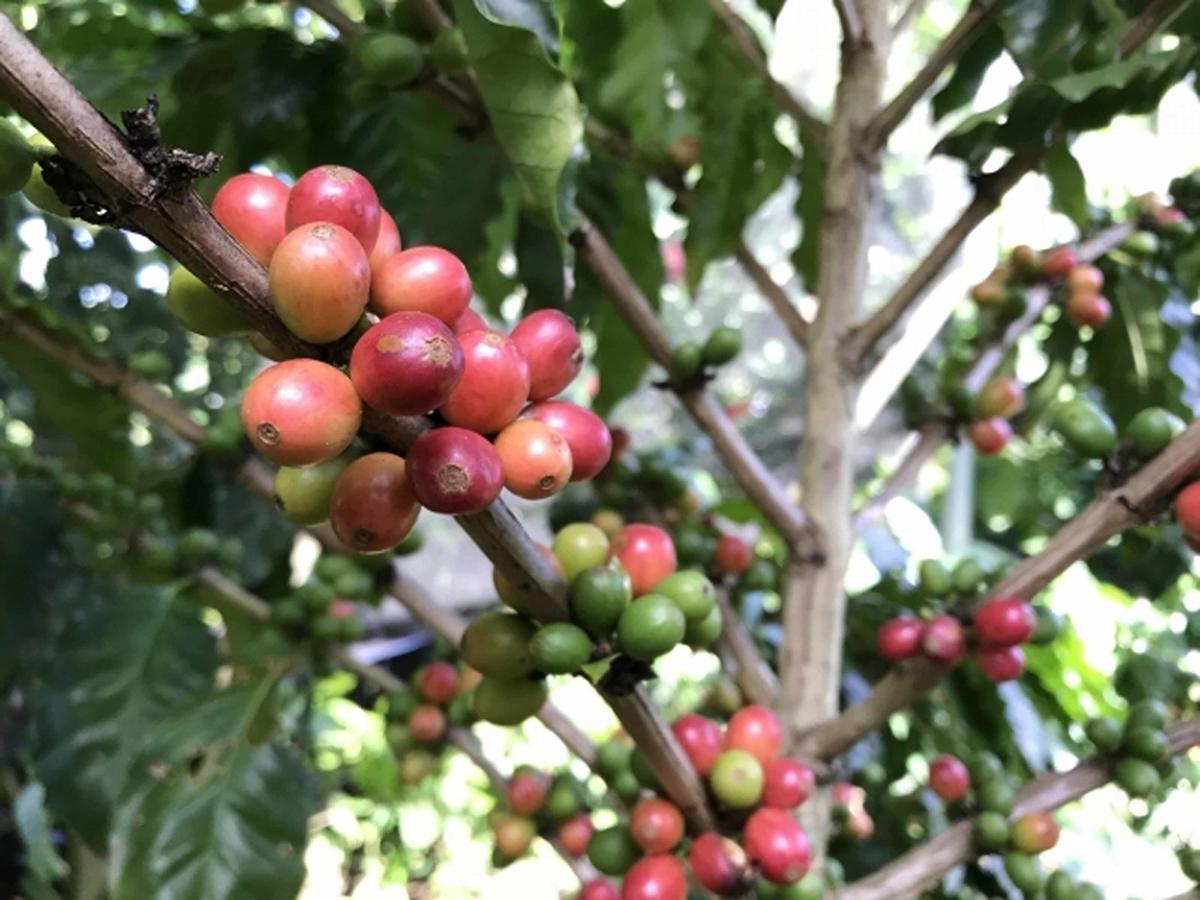 Matayoshi Coffee Farm Villa Higasi Kültér fotó