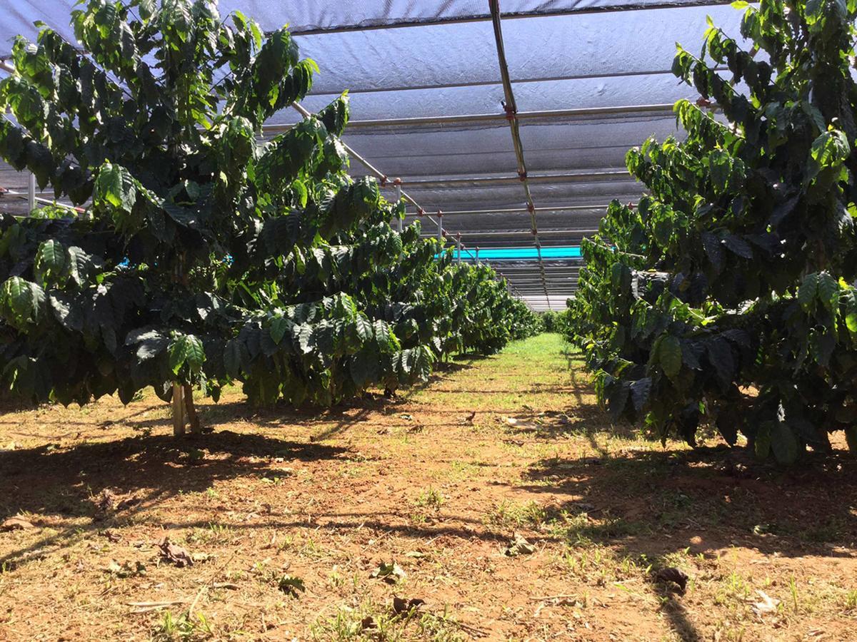 Matayoshi Coffee Farm Villa Higasi Kültér fotó