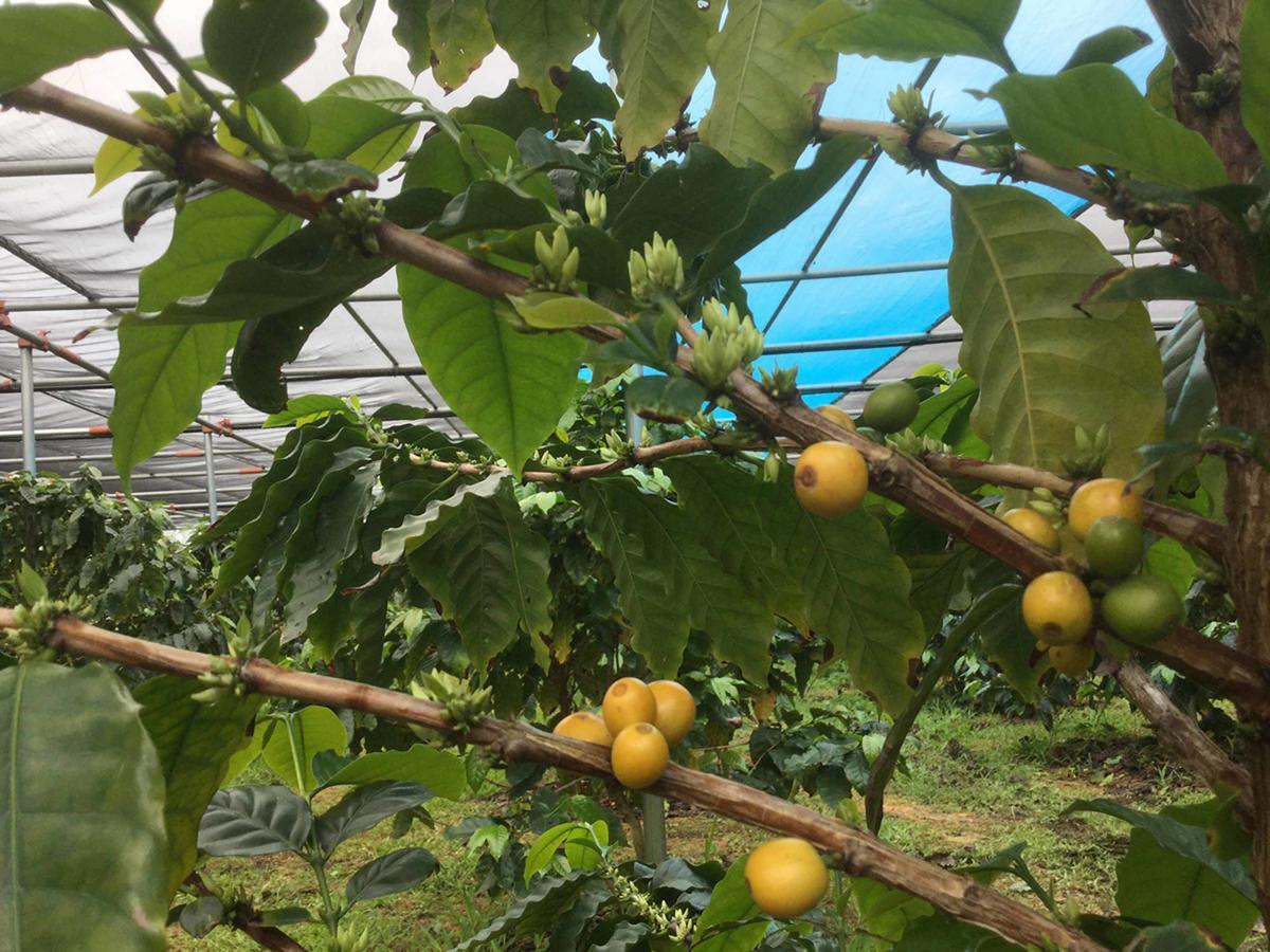 Matayoshi Coffee Farm Villa Higasi Kültér fotó